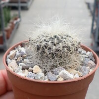 Sulcorebutia senilis n.n JD 330