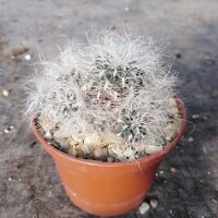 Sulcorebutia senilis n.n JD 330