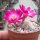Sulcorebutia senilis n.n JD 330