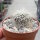 Sulcorebutia senilis n.n JD 330
