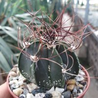 Astrophytum senile cv. Pink Flower