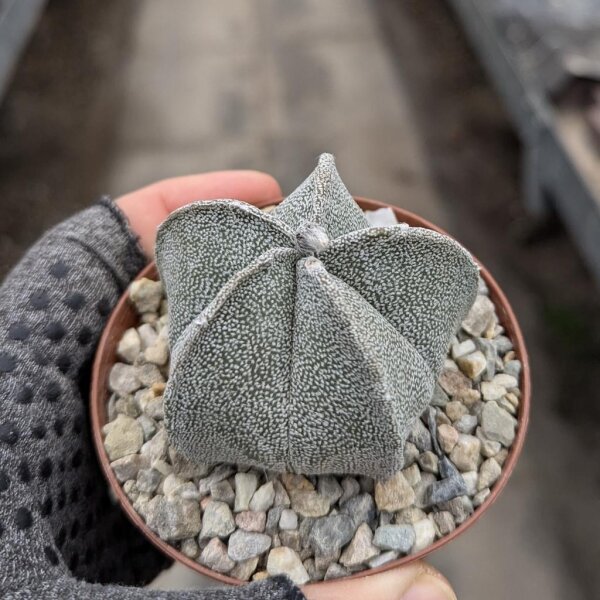 Astrophytum coahuilense Lerdo