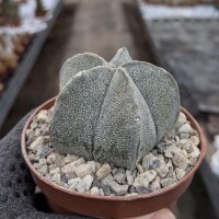 Astrophytum coahuilense Lerdo