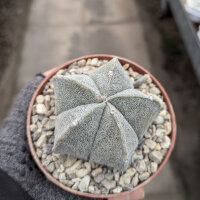 Astrophytum coahuilense Lerdo