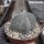 Astrophytum coahuilense Lerdo