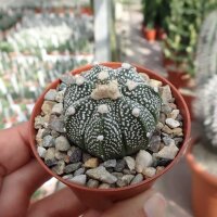 Astrophytum-Hybr. CAPAS B-Flower