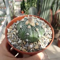 Astrophytum-Hybr. CAPAS B-Flower