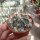 Astrophytum-Hybr. CAPAS B-Flower