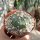 Astrophytum-Hybr. CAPAS B-Flower