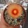 Astrophytum-Hybr. CAPAS B-Flower