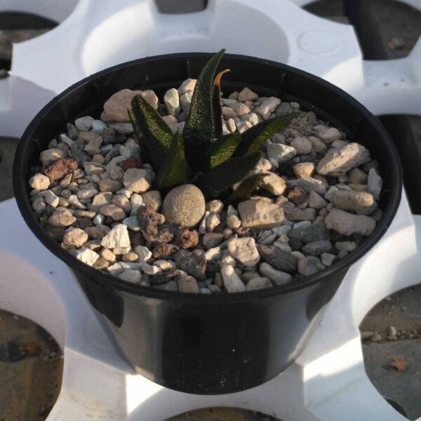 Ariocarpus scaphirostris cv. glatte Form CITES, not outside EU