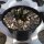 Ariocarpus scaphirostris cv. glatte Form CITES, not outside EU