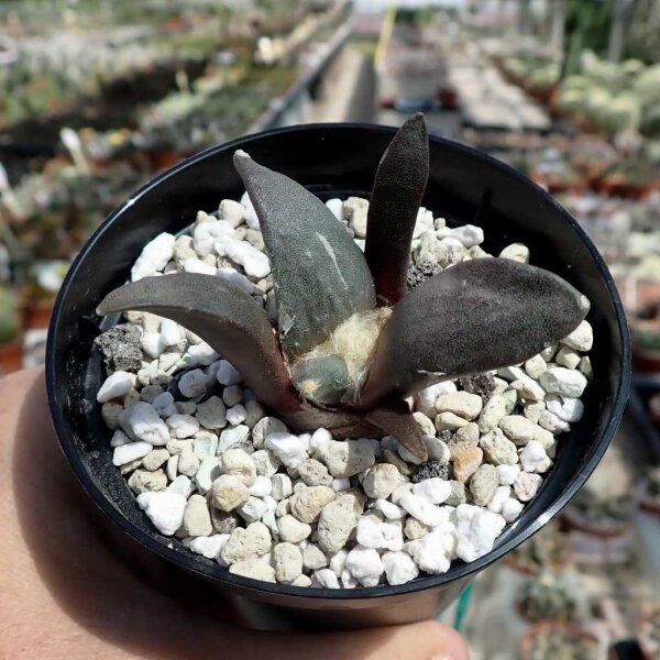 Ariocarpus retusus Sierra Paila, Mx CITES, not outside EU