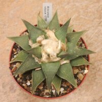 Ariocarpus retusus XL CITES, not outside EU