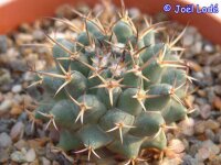 Mammillaria krameri