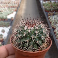 Mammillaria craigii Rep 1585