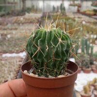 Stenocactus crispatus f. anfractuosus Hualula, Hidalgo,...