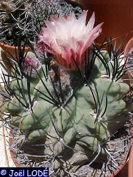 Neochilenia paucicostata FK 389