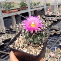 Escobaria vivipara v. arizonica Lz 128