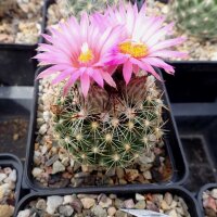 Escobaria vivipara v. arizonica Lz 128