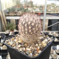 Escobaria vivipara v. arizonica Lz 128