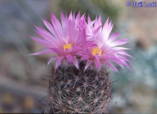Escobaria vivipara v. arizonica Lz 185  (dw)
