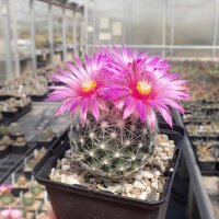 Escobaria vivipara v. neomexicana Lz 126  (dw)