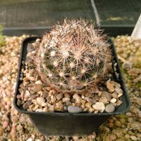 Escobaria vivipara v. neomexicana Lz 126  (dw)