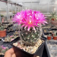Escobaria vivipara v. neomexicana Lz 752  (dw)