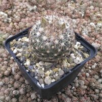 Escobaria vivipara v. neomexicana Lz 752  (dw)