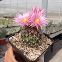 Escobaria vivipara v. arizonica Lz 396  (dw)