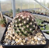 Escobaria vivipara v. arizonica Lz 396  (dw)