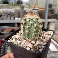 Echinocereus X roetteri (dw)