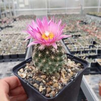 Escobaria vivipara v. arizonica LZ 328  (dw)