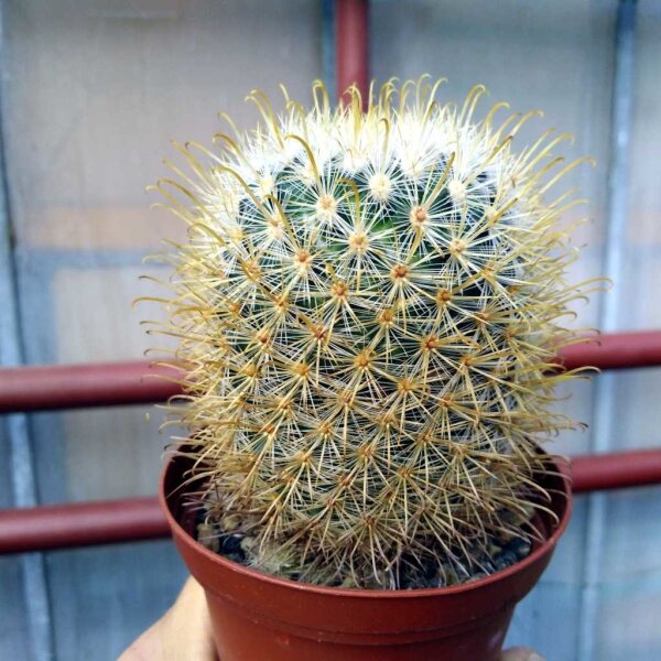 Mammillaria moelleriana v. cowperae cv. Gelbe Dornen