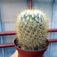 Mammillaria moelleriana v. cowperae cv. Gelbe Dornen