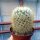 Mammillaria moelleriana v. cowperae cv. Gelbe Dornen