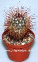 Mammillaria moelleriana v. cowperae Dornen und Blüte...