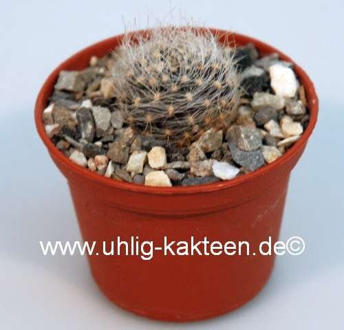 Neoporteria multicolor FK 422