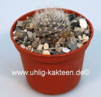 Neoporteria multicolor FK 422