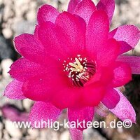 Chamaecereus silvestrii-Hybr. Paulina