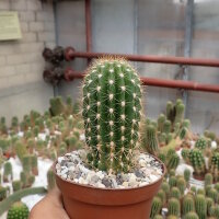 Trichocereus-Flying Saucer-Hybr. Juanne Rose Califronia