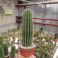 Trichocereus-Flying Saucer-Hybr. Juanne Rose Califronia
