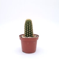 Trichocereus-Flying Saucer-Hybr. Juanne Rose Califronia