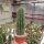 Trichocereus-Flying Saucer-Hybr. Juanne Rose Califronia