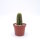 Trichocereus-Flying Saucer-Hybr. Juanne Rose Califronia