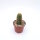 Trichocereus-Flying Saucer-Hybr. Juanne Rose Califronia