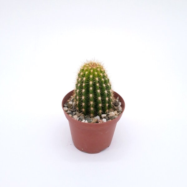 Trichocereus-Flying Saucer-Hybr. Pink California