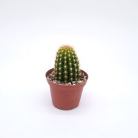 Trichocereus-Flying Saucer-Hybr. Pink California