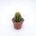 Trichocereus-Flying Saucer-Hybr. Pink California
